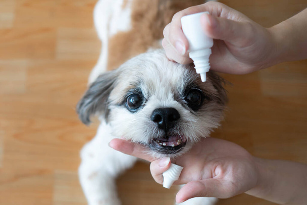 Οι γυναίκες χέρι κτηνίατρο εφαρμογή ιατρικές σταγόνες για τα μάτια του σκύλου Shih Tzu για τη θεραπεία και την πρόληψη της νόσου των ματιών. Ιατρική και υγειονομική περίθαλψη των ζώων συντροφιάς έννοια. - Φωτογραφία, εικόνα
