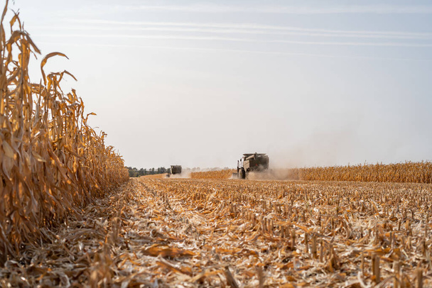 Sklizeň zralá suchá kukuřice na poli se zeleným kombajnem - Fotografie, Obrázek