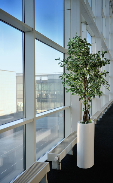 μικρό δέντρο σε ένα γραφείο δίπλα στο παράθυρο - Φωτογραφία, εικόνα