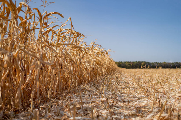 Rural landscape: Field of corn ready for harvest - Foto, afbeelding