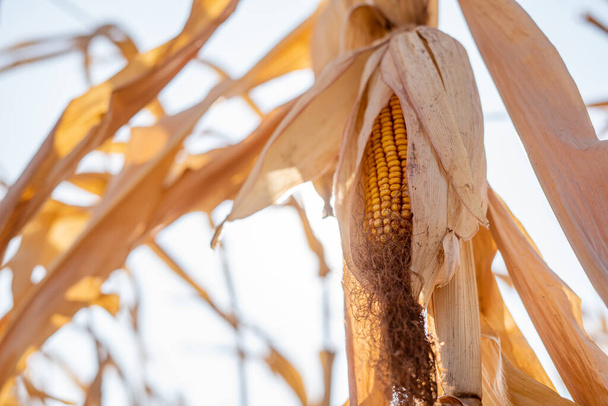 Paisaje rural: Campo de maíz listo para la cosecha - Foto, imagen
