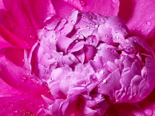 Pivoine fleur avec gouttes d'eau macro - Photo, image