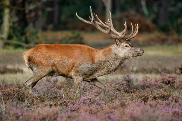Hollanda 'daki Ulusal Park Hoge Veluwe ormanında çiftleşme mevsiminde dişileri etkilemeye çalışan kızıl geyik (Cervus elaphus). - Fotoğraf, Görsel