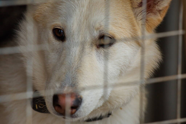 El perro mira fuera del recinto al refugio de animales. - Foto, Imagen