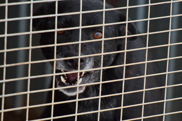 El perro mira fuera del recinto al refugio de animales. - Foto, imagen