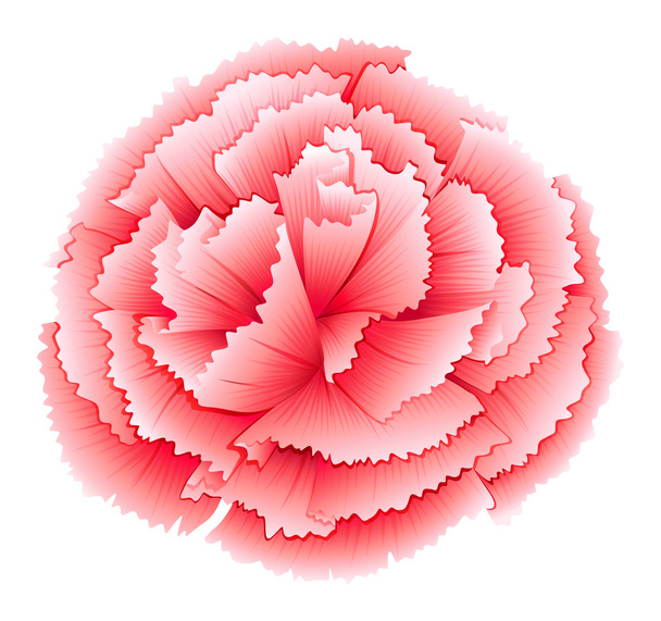 Neilikka vaaleanpunainen kukka
 - Vektori, kuva