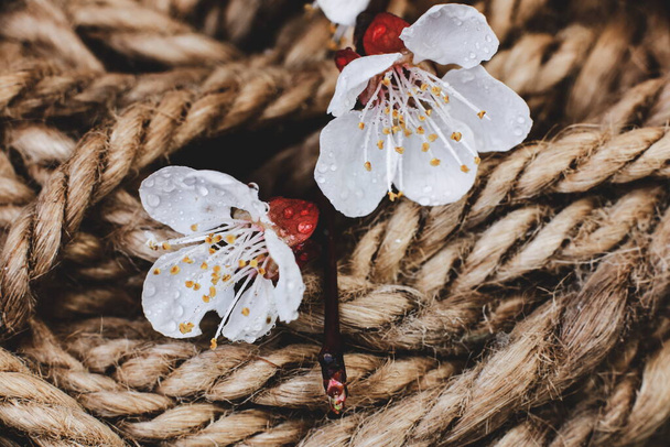 στριμμένο σχοινί με άνθη κερασιάς - Φωτογραφία, εικόνα