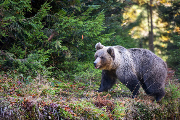 Νεαρή ευρωπαϊκή καφέ αρκούδα στο αυθεντικό δάσος - Φωτογραφία, εικόνα