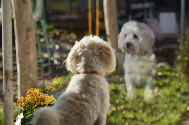 Malteze Köpeği Bahçedeki Pencereden Bakıyor - Fotoğraf, Görsel