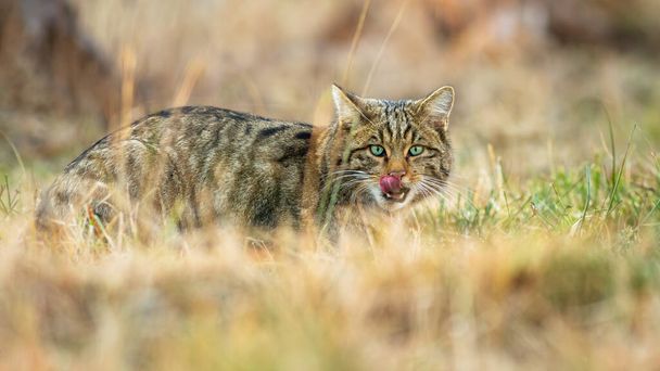 Gato salvaje europeo lamiéndose la boca con una lengua y escondiéndose en un prado - Foto, imagen