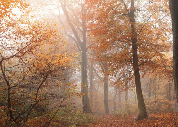 yellow autumn in the foggy forest - Fotó, kép