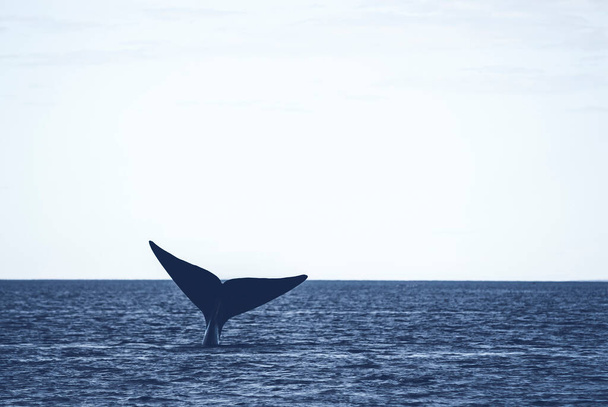 Cola de ballena franca Sohutern, especie en peligro, Patagonia  - Foto, Imagen