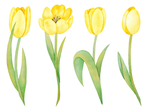 Ілюстрація акварельних рук намальованих набором жовтих тюльпанів, ізольованих на білому тлі. Весняні квіти. Запрошення, зберегти дати карти, тканину, шпалери, скрапбук, дизайн вітальних листівок
.  - Фото, зображення
