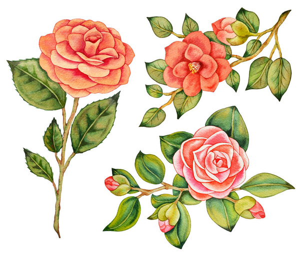 Illustration of watercolor hand drawn set of isolated asian pink camellias and roses with green leaves. Wedding flowers bouquets. Floral border composition. Japanese, vintage, botanical background.  - Photo, Image