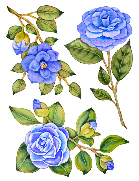 Εικονογράφηση ακουαρέλας ζωγραφισμένη στο χέρι από απομονωμένες ασιατικές μπλε καμέλιες και τριαντάφυλλα με πράσινα φύλλα. Λουλούδια γάμου ανθοδέσμες. Σύνθεση φλοράλ συνόρων. Κινέζικα, vintage, βοτανικό υπόβαθρο.  - Φωτογραφία, εικόνα