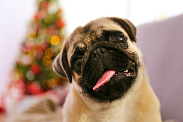 Adorable pug over the christmas tree with blurry festive decor. Portrait of beloved dog with wrinkled faceat home and pine tree with bokeh effect lights. Close up, copy space. - Fotó, kép