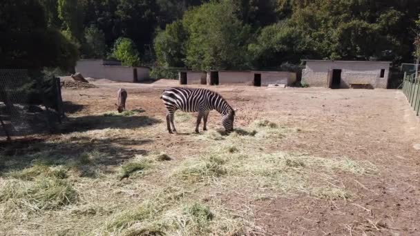 Zoo. exotic African zebra in aviary behind wooden fence. - Footage, Video