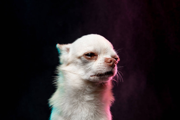 Portrait of Chihuahua companion dog isolated on neon colored studio background. - Fotografie, Obrázek
