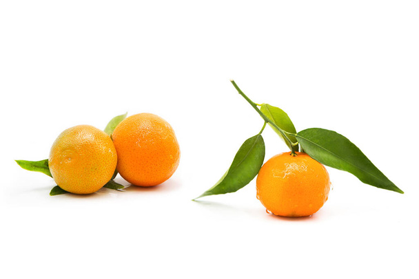 Ripe fresh tangerines on a branch with leaves covered with dew drops isolated on white background - Φωτογραφία, εικόνα