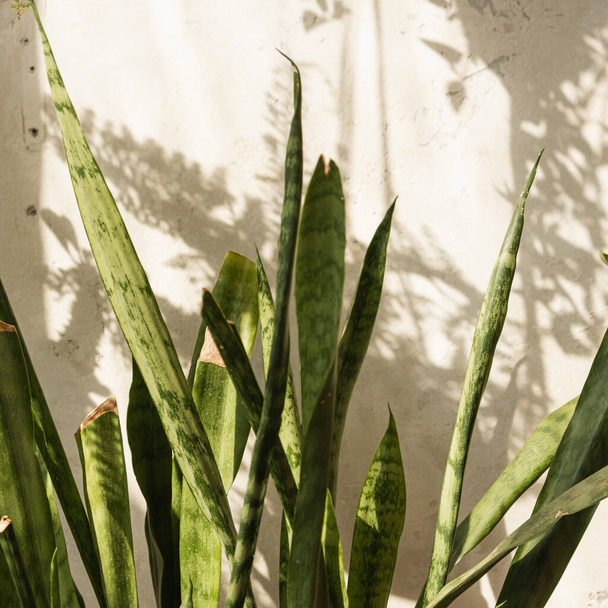 Nahaufnahme einer grünen Eigenheimpflanze mit warmen Schatten auf der Betonwand. - Foto, Bild