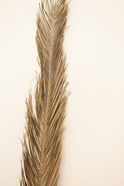Palm leaf foliage branch on white background. Minimal boho decoration. - Foto, immagini