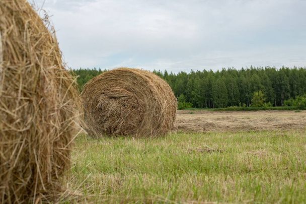Bale retorcido de heno sobre fondo de bosque verde, paisaje rural idílico, cosecha de verano, vida rural fotografía horizontal - Foto, imagen