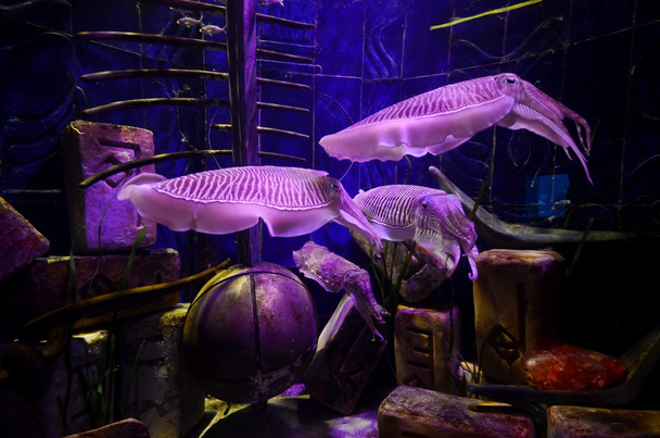 Aquarium of Atlantis the Palm hotel - Фото, зображення