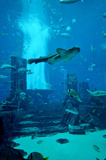 Aquarium of Atlantis the Palm hotel - Foto, Imagem