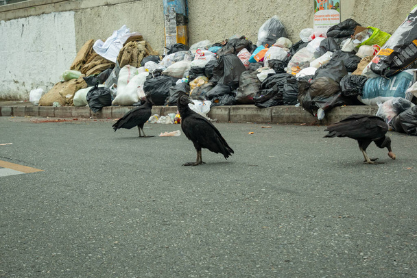 Medellín, Antioquia / Colombia - 17 de noviembre de 2020: Bolsas de basura acumuladas en la esquina de la calle para ser recogidas por el camión recolector y algunos buitres negros merodeando a su alrededor - Foto, Imagen