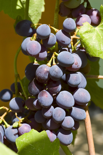 Grape - Foto, Bild