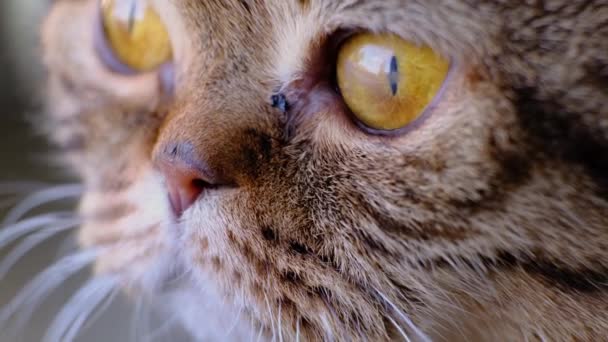 Rostro de un gato doméstico de raza Fold escocés cerca de una ventana en casa, mirando. Primer plano extremo, macro, profundidad de campo, iluminación natural. - Metraje, vídeo