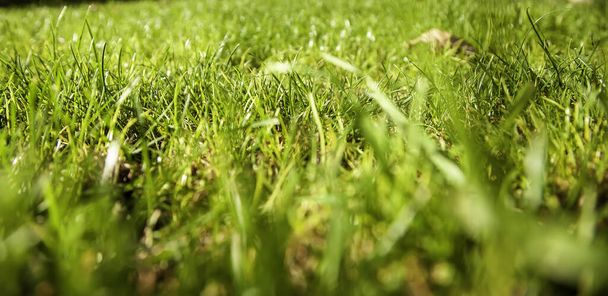 Trávník s vlhkou trávou v zimě, vegetace a příroda - Fotografie, Obrázek