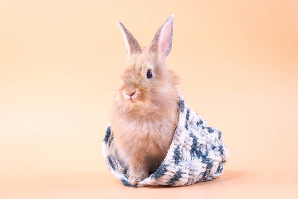 The cute little rabbit is hiding in a white-gray knitted hat, orange backdrop. - Foto, imagen