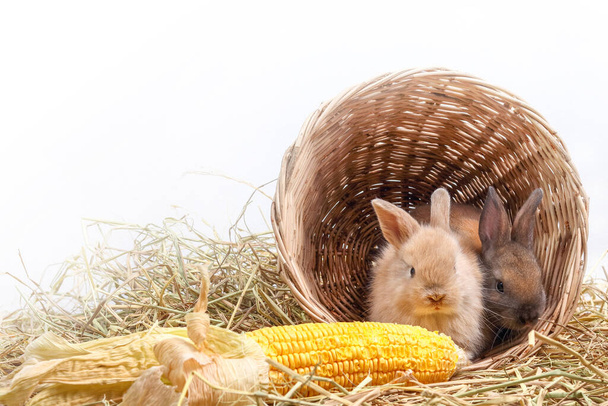 Двоє маленьких кроликів ховаються в дерев'яному кошику, їдять кукурудзу, як смак
. - Фото, зображення