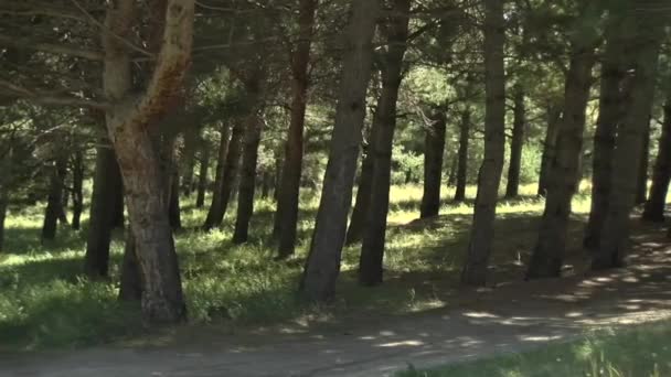 bella foresta di conifere scuro - Filmati, video