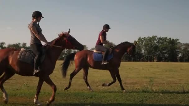 Paarden is een deel van hun leven - Video