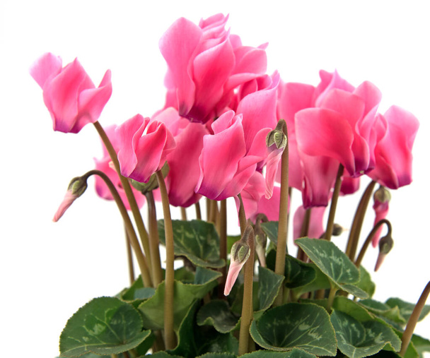 Blooming cyclamen against white background - Photo, Image