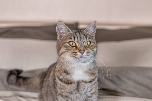 Portrait of a cute gray tabby cat in the room. World Pet Day. World day cat - Fotoğraf, Görsel