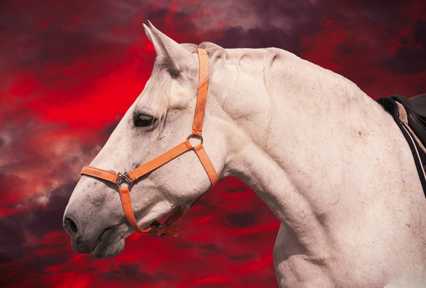Cabeza de caballo blanco en arnés con nubes al atardecer sobre fondo - Foto, imagen