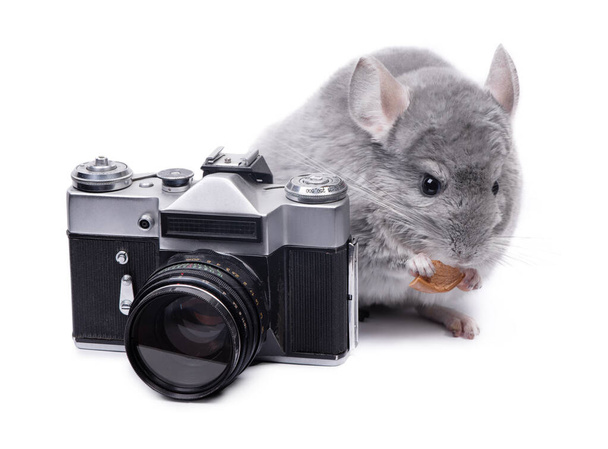 Small funny chinchilla near vintage photo camera isolated over white background - Photo, Image