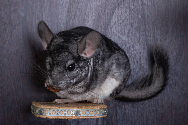 Funny little chinchilla eating some food - Photo, Image