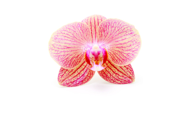 Orchideenblume - Foto, Bild