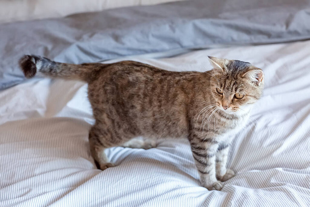 Cute gray tabby cat is standing on the bed at home. He waves his tail playfully. World Pet Day. World Cat Day - Fotoğraf, Görsel