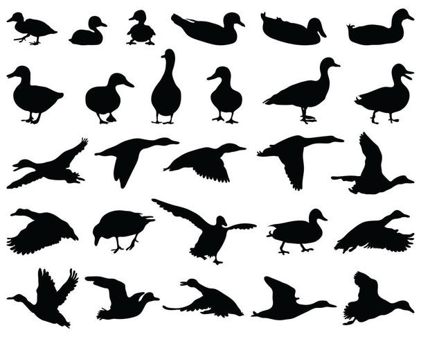 Černé siluety kachny na bílém pozadí - Vektor, obrázek