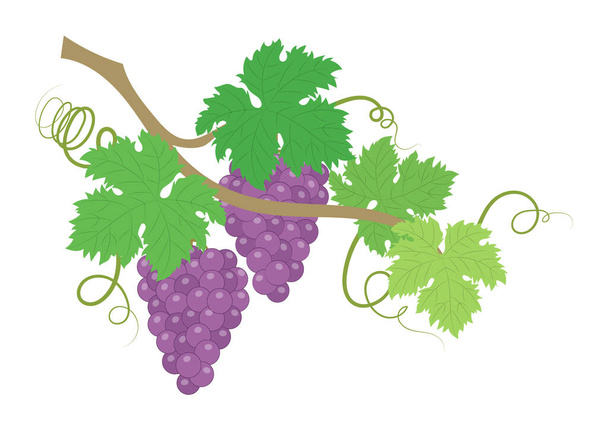 grape bunch with green leaves on white background. vector illustration - Vector, Image