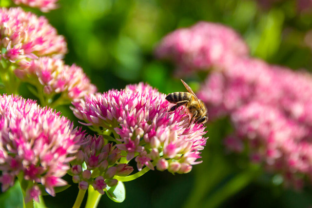 Großaufnahme einer Biene, die die sternförmigen rosa Blüten genießt - Fette Henne . - Foto, Bild