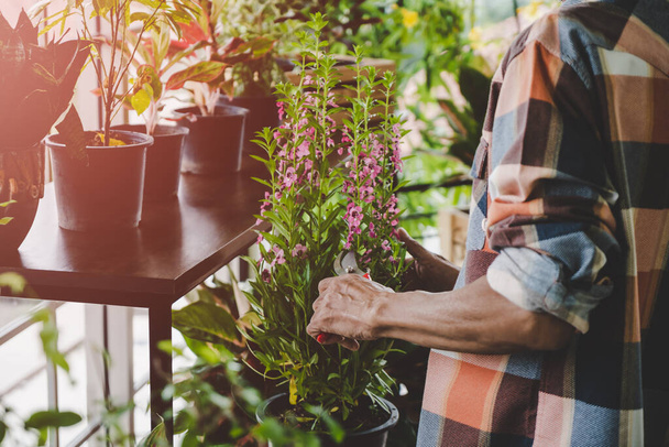 Houseplant negoziante sta tagliando piante in vaso nel suo negozio di piante d'appartamento officina. - Foto, immagini
