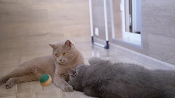 Deux belles chattes domestiques britanniques grises mordent, se battent, attaquent, jouent avec la balle - Séquence, vidéo