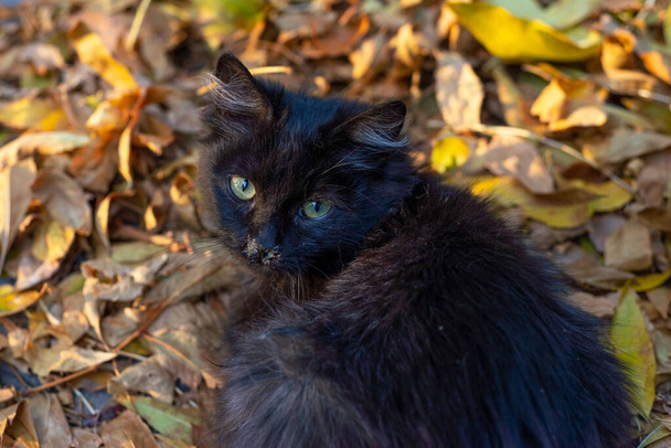 Sarı sonbahar yaprakları üzerinde oturan, rhinitis ile hasta küçük siyah sokak kedisi. Kedilerde Rhinitis, sonbahar soğuğunda hayvanlarda viral ve alerjik hastalıklar burnu akan yaşlı kahverengi bir kedi, sümük biraz koyu yeşilimsi. Kedide burun boşalması.. - Fotoğraf, Görsel