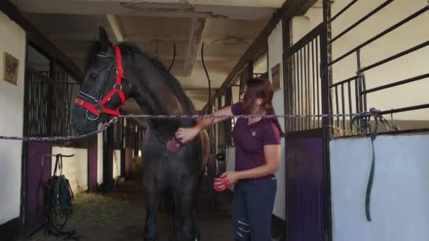 Donna pettinando un cavallo in piedi in stalla - Filmati, video